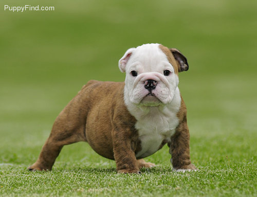 hogar formado cachorros bulldog