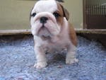 hogar formado cachorros bulldog