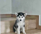 Huskys Siberiano