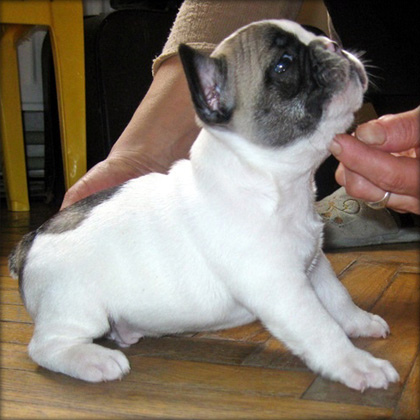 
Precio Bulldog francés...........<strong>   $32,000.00  A   $43,000.00    (dependiendo la calidad)</strong> <br><br>


100% pura raza, registrados todos los papeles en regla se envian a cualquier parte de la Republica.<br><br> 

<li>Contrato de compraventa<br><br></li>


<li>Seguro de vida gratuito por escrito de 5 años que cubre muerte en caso de cuestiones virales</li>
<br><br>

<li>Garantía de Pureza Racial<br><br></li>

<li>Certificado de registro inicial que extiende la Federación Canófila Mexicana donde los cachorros se entregan con tatuaje y microchip</li>

