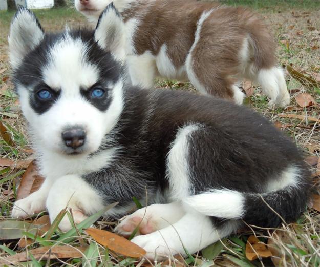 
Precio Siberian husky...........<strong>            $18,500.00  A  $22,000.00  (dependiendo del color)</strong> <br><br>


100% pura raza, registrados todos los papeles en regla se envian a cualquier parte de la Republica.<br><br> 

<li>Contrato de compraventa<br><br></li>


<li>Seguro de vida gratuito por escrito de 5 años que cubre muerte en caso de cuestiones virales</li>
<br><br>

<li>Garantía de Pureza Racial<br><br></li>

<li>Certificado de registro inicial que extiende la Federación Canófila Mexicana donde los cachorros se entregan con tatuaje y microchip</li>

