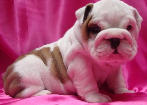 Bulldog inglés, impresionantes cachorritos, finísimos 3000 pesos