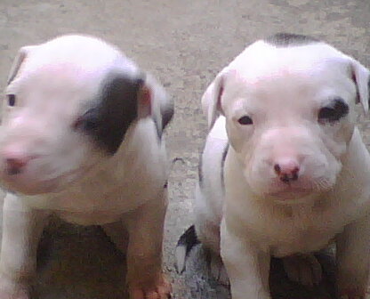 Cachorros Pit Bull en Venta