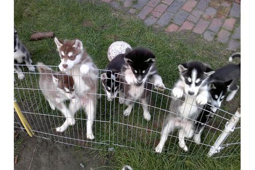 
Precio Siberian husky...........<strong>            $18,500.00  A  $22,000.00  (dependiendo del color)</strong> <br><br>


100% pura raza, registrados todos los papeles en regla se envian a cualquier parte de la Republica.<br><br> 

<li>Contrato de compraventa<br><br></li>


<li>Seguro de vida gratuito por escrito de 5 años que cubre muerte en caso de cuestiones virales</li>
<br><br>

<li>Garantía de Pureza Racial<br><br></li>

<li>Certificado de registro inicial que extiende la Federación Canófila Mexicana donde los cachorros se entregan con tatuaje y microchip</li>

