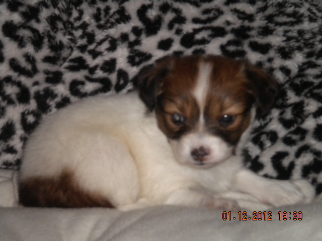 Perrita PAPILLON