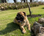 BULLMASTIFF Cachorros disponibles
<br>leonados y atigrados.
<br>$10,000 
<br>