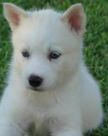 
Precio Siberian husky...........<strong>            $18,500.00  A  $22,000.00  (dependiendo del color)</strong> <br><br>


100% pura raza, registrados todos los papeles en regla se envian a cualquier parte de la Republica.<br><br> 

<li>Contrato de compraventa<br><br></li>


<li>Seguro de vida gratuito por escrito de 5 años que cubre muerte en caso de cuestiones virales</li>
<br><br>

<li>Garantía de Pureza Racial<br><br></li>

<li>Certificado de registro inicial que extiende la Federación Canófila Mexicana donde los cachorros se entregan con tatuaje y microchip</li>

