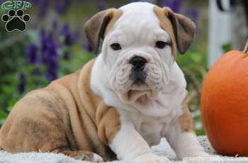 
Precio Bulldog...........<strong>   $35,000.00  A   $60,000.00    (dependiendo la calidad)</strong> <br><br>


100% pura raza, registrados todos los papeles en regla se envian a cualquier parte de la Republica.<br><br> 

<li>Contrato de compraventa<br><br></li>


<li>Seguro de vida gratuito por escrito de 5 años que cubre muerte en caso de cuestiones virales</li>
<br><br>

<li>Garantía de Pureza Racial<br><br></li>

<li>Certificado de registro inicial que extiende la Federación Canófila Mexicana donde los cachorros se entregan con tatuaje y microchip</li>

