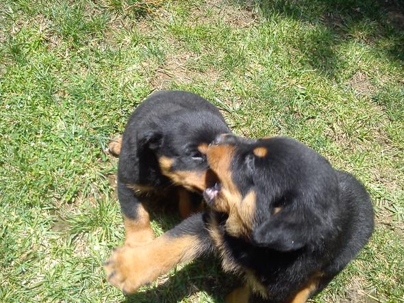 
Precio Rottweiler...........<strong>   $18,000.00</strong> <br><br>


100% pura raza, registrados todos los papeles en regla se envian a cualquier parte de la Republica.<br><br> 

<li>Contrato de compraventa<br><br></li>


<li>Seguro de vida gratuito por escrito de 5 años que cubre muerte en caso de cuestiones virales</li>
<br><br>

<li>Garantía de Pureza Racial<br><br></li>

<li>Certificado de registro inicial que extiende la Federación Canófila Mexicana donde los cachorros se entregan con tatuaje y microchip</li>

