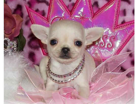 
Precio Chihuahua...........<strong>     $16,500.00  A   $20,000.00    (dependiendo del tamaño y color)</strong> <br><br>


100% pura raza, registrados todos los papeles en regla se envian a cualquier parte de la Republica.<br><br> 

<li>Contrato de compraventa<br><br></li>


<li>Seguro de vida gratuito por escrito de 5 años que cubre muerte en caso de cuestiones virales</li>
<br><br>

<li>Garantía de Pureza Racial<br><br></li>

<li>Certificado de registro inicial que extiende la Federación Canófila Mexicana donde los cachorros se entregan con tatuaje y microchip</li>

