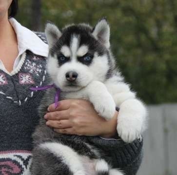 
Precio Siberian husky...........<strong>            $18,500.00  A  $22,000.00  (dependiendo del color)</strong> <br><br>


100% pura raza, registrados todos los papeles en regla se envian a cualquier parte de la Republica.<br><br> 

<li>Contrato de compraventa<br><br></li>


<li>Seguro de vida gratuito por escrito de 5 años que cubre muerte en caso de cuestiones virales</li>
<br><br>

<li>Garantía de Pureza Racial<br><br></li>

<li>Certificado de registro inicial que extiende la Federación Canófila Mexicana donde los cachorros se entregan con tatuaje y microchip</li>

