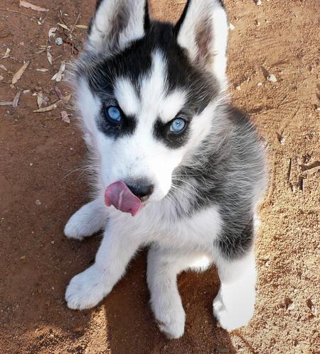 
Precio Siberian husky...........<strong>            $18,500.00  A  $22,000.00  (dependiendo del color)</strong> <br><br>


100% pura raza, registrados todos los papeles en regla se envian a cualquier parte de la Republica.<br><br> 

<li>Contrato de compraventa<br><br></li>


<li>Seguro de vida gratuito por escrito de 5 años que cubre muerte en caso de cuestiones virales</li>
<br><br>

<li>Garantía de Pureza Racial<br><br></li>

<li>Certificado de registro inicial que extiende la Federación Canófila Mexicana donde los cachorros se entregan con tatuaje y microchip</li>

