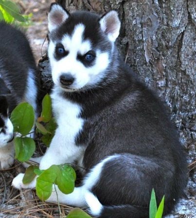100% siberiano Husky cachorros con Encanto para regalo.