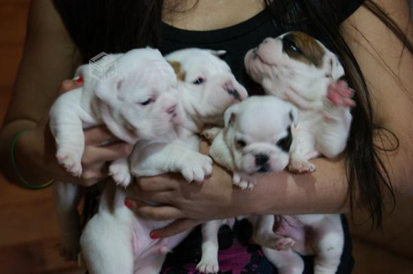 Ternura Bulldog Inglés cachorros para regalo ahora.