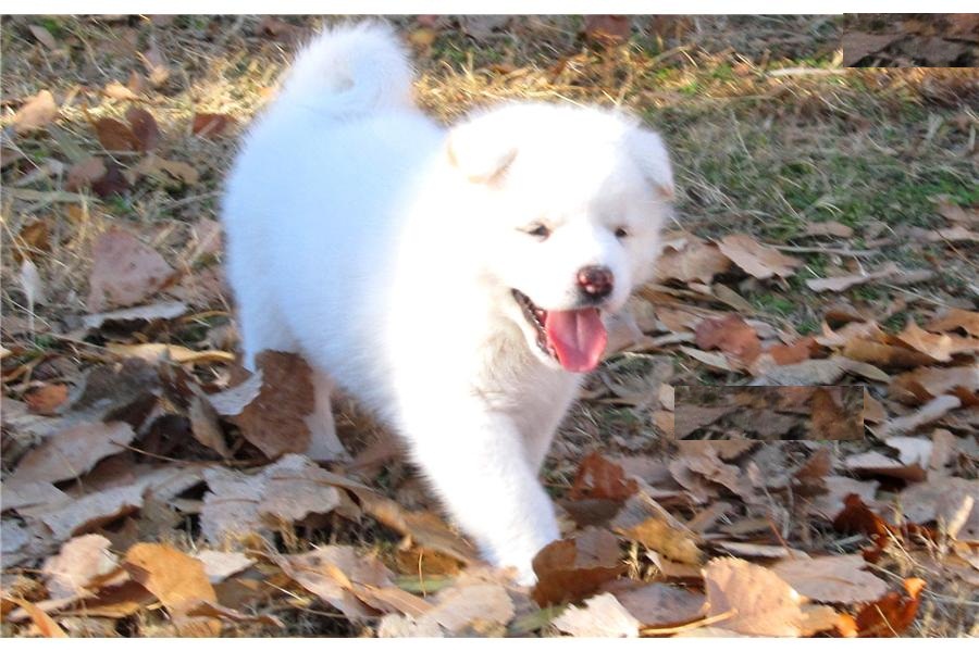 lindos cachorros Akita Inu Disponible Ahora para regalo