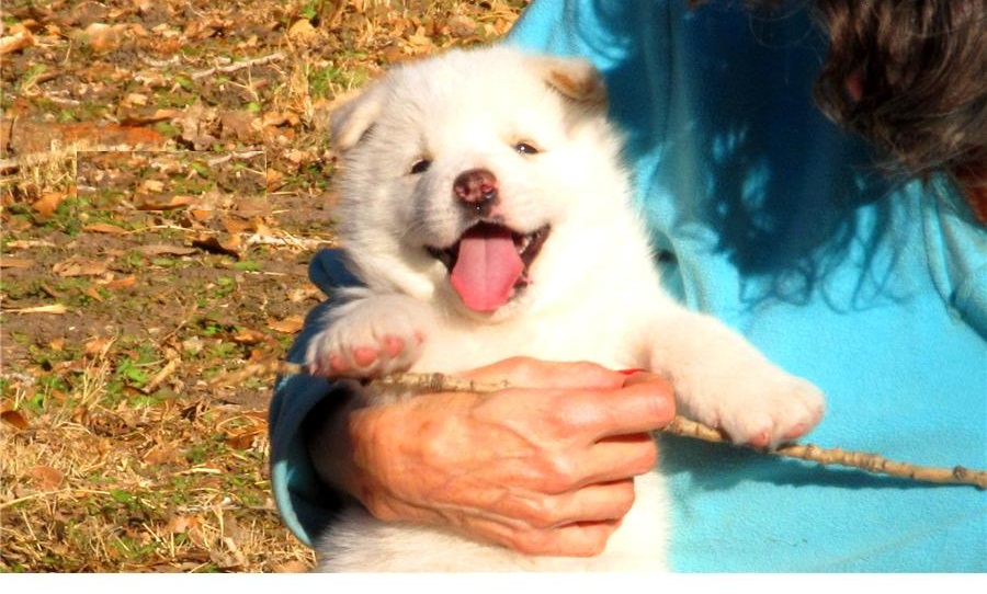 lindos cachorros Akita Inu Disponible Ahora para regalo