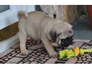 Pug cachorros para un nuevo hogar.