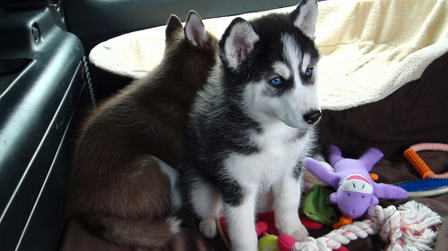 Ojo azul del husky siberiano cachorros de pura raza disponibles