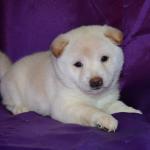 SHIBA INU HERMOSOS CACHORROS PARA SU APROBACIÓN