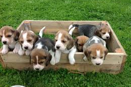 
Precio Beagle...........<strong>$16,500.00</strong> <br><br>

100% pura raza, registrados todos los papeles en regla se envian a cualquier parte de la Republica.<br><br> 

<li>Contrato de compraventa<br><br></li>


<li>Seguro de vida gratuito por escrito de 5 años que cubre muerte en caso de cuestiones virales</li>
<br><br>

<li>Garantía de Pureza Racial<br><br></li>


<li>Certificado de registro inicial que extiende la Federación Canófila Mexicana donde los cachorros se entregan con tatuaje y microchip<br><br></li>

