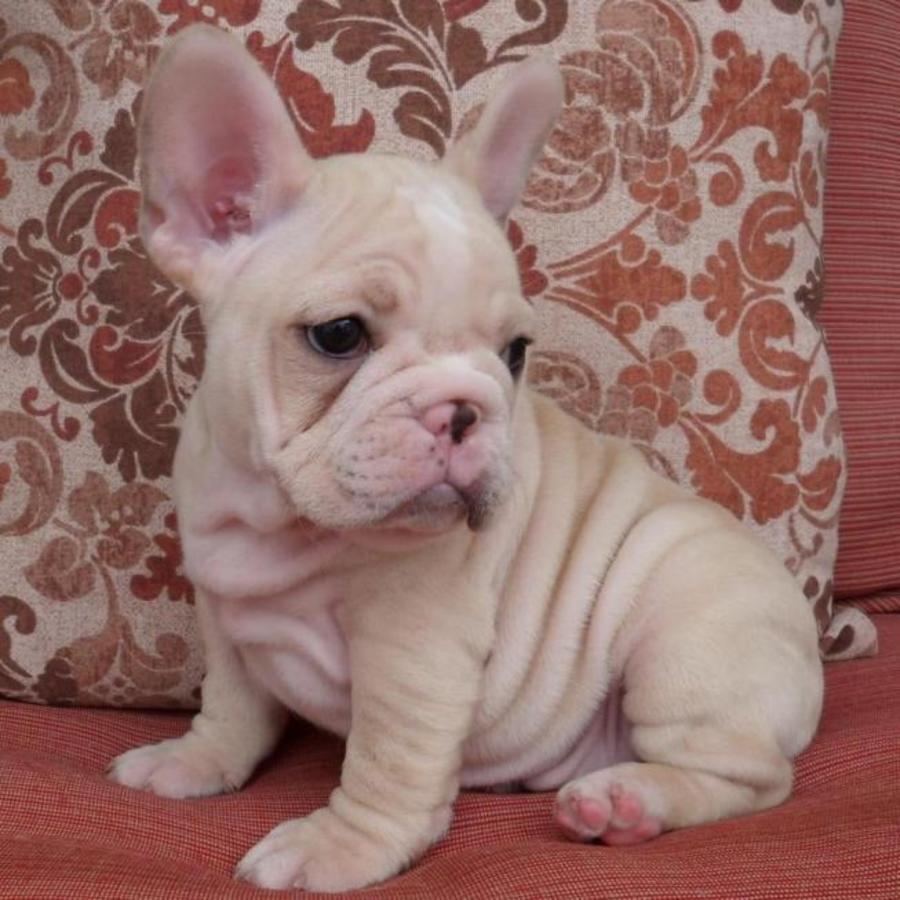 
Precio Bulldog...........<strong>   $35,000.00  A   $60,000.00    (dependiendo la calidad)</strong> <br><br>


100% pura raza, registrados todos los papeles en regla se envian a cualquier parte de la Republica.<br><br> 

<li>Contrato de compraventa<br><br></li>


<li>Seguro de vida gratuito por escrito de 5 años que cubre muerte en caso de cuestiones virales</li>
<br><br>

<li>Garantía de Pureza Racial<br><br></li>

<li>Certificado de registro inicial que extiende la Federación Canófila Mexicana donde los cachorros se entregan con tatuaje y microchip</li>

