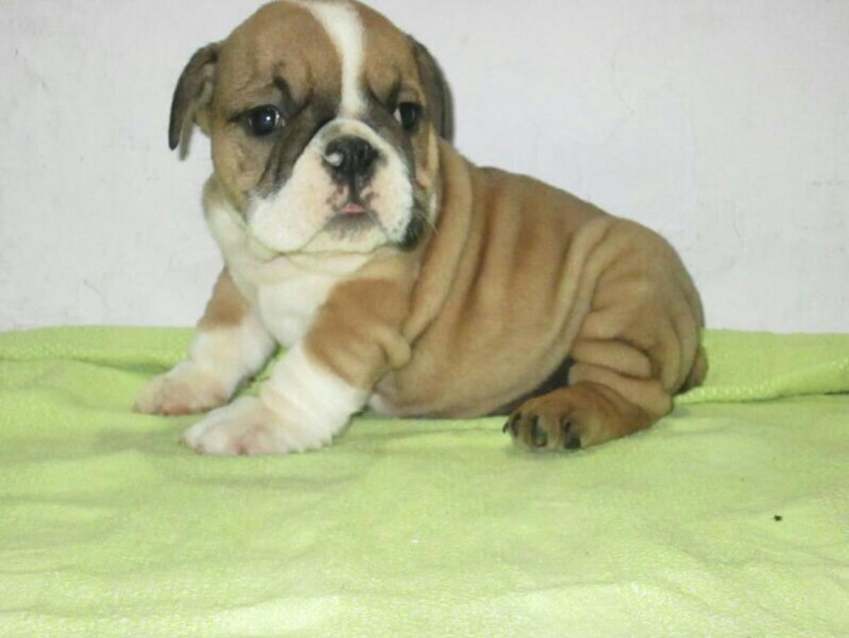 ADORABLE BULLDOG INGLÉS CACHORROS