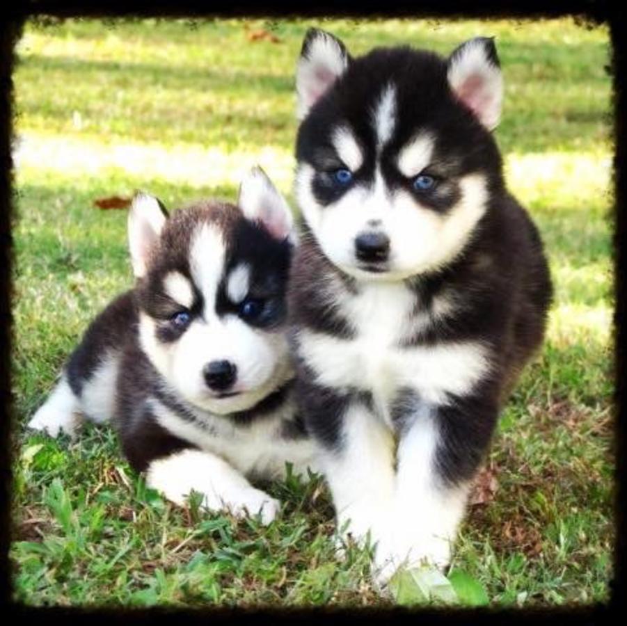 IMPRESIONANTES CACHORROS HUSKY AKC!!!!!!