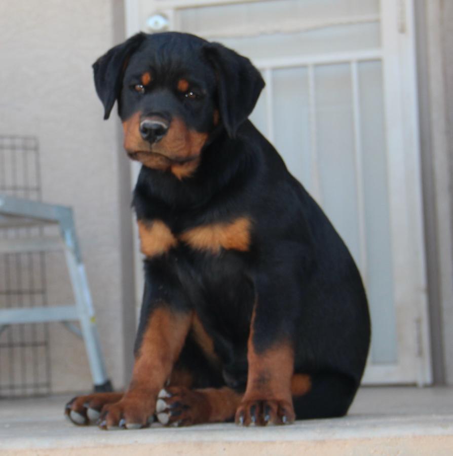 
Precio Rottweiler...........<strong>   $18,000.00</strong> <br><br>


100% pura raza, registrados todos los papeles en regla se envian a cualquier parte de la Republica.<br><br> 

<li>Contrato de compraventa<br><br></li>


<li>Seguro de vida gratuito por escrito de 5 años que cubre muerte en caso de cuestiones virales</li>
<br><br>

<li>Garantía de Pureza Racial<br><br></li>

<li>Certificado de registro inicial que extiende la Federación Canófila Mexicana donde los cachorros se entregan con tatuaje y microchip</li>

