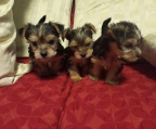 Hermosos Machitos Yorkishire