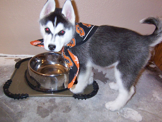 
Precio Siberian husky...........<strong>            $18,500.00  A  $22,000.00  (dependiendo del color)</strong> <br><br>


100% pura raza, registrados todos los papeles en regla se envian a cualquier parte de la Republica.<br><br> 

<li>Contrato de compraventa<br><br></li>


<li>Seguro de vida gratuito por escrito de 5 años que cubre muerte en caso de cuestiones virales</li>
<br><br>

<li>Garantía de Pureza Racial<br><br></li>

<li>Certificado de registro inicial que extiende la Federación Canófila Mexicana donde los cachorros se entregan con tatuaje y microchip</li>

