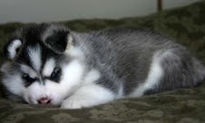 
Precio Siberian husky...........<strong>            $18,500.00  A  $22,000.00  (dependiendo del color)</strong> <br><br>


100% pura raza, registrados todos los papeles en regla se envian a cualquier parte de la Republica.<br><br> 

<li>Contrato de compraventa<br><br></li>


<li>Seguro de vida gratuito por escrito de 5 años que cubre muerte en caso de cuestiones virales</li>
<br><br>

<li>Garantía de Pureza Racial<br><br></li>

<li>Certificado de registro inicial que extiende la Federación Canófila Mexicana donde los cachorros se entregan con tatuaje y microchip</li>

