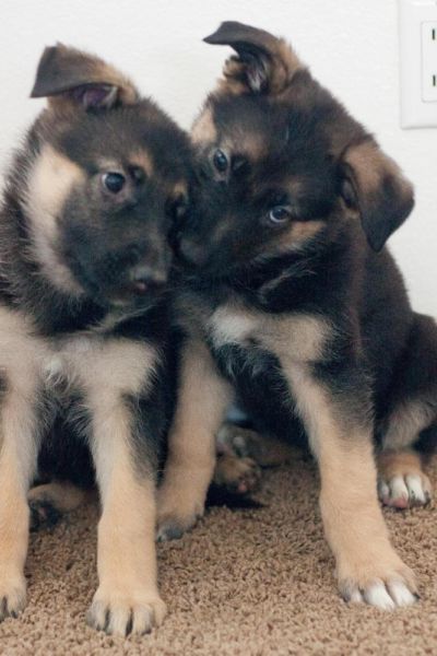 Extremadamente Hermosos cachorros pastor alemán 