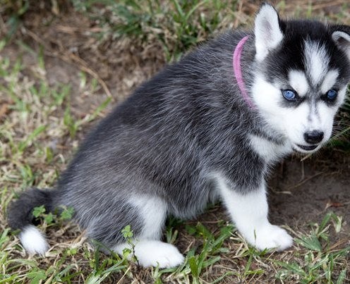 
Precio Siberian husky...........<strong>            $18,500.00  A  $22,000.00  (dependiendo del color)</strong> <br><br>


100% pura raza, registrados todos los papeles en regla se envian a cualquier parte de la Republica.<br><br> 

<li>Contrato de compraventa<br><br></li>


<li>Seguro de vida gratuito por escrito de 5 años que cubre muerte en caso de cuestiones virales</li>
<br><br>

<li>Garantía de Pureza Racial<br><br></li>

<li>Certificado de registro inicial que extiende la Federación Canófila Mexicana donde los cachorros se entregan con tatuaje y microchip</li>

