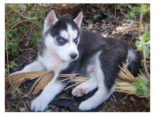 Camada Pendiente de cachorros Husky calidad