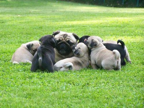 Encantadora 4 de cachorros Pug