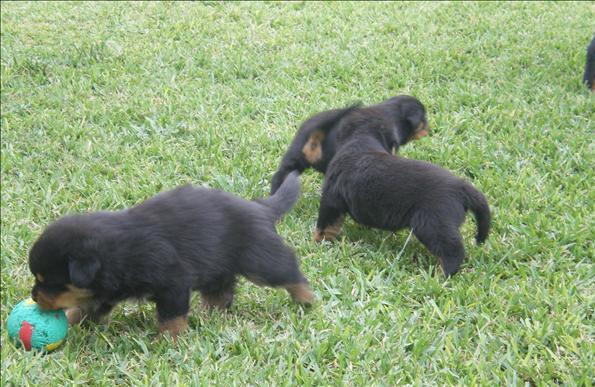 
Precio Rottweiler...........<strong>   $18,000.00</strong> <br><br>


100% pura raza, registrados todos los papeles en regla se envian a cualquier parte de la Republica.<br><br> 

<li>Contrato de compraventa<br><br></li>


<li>Seguro de vida gratuito por escrito de 5 años que cubre muerte en caso de cuestiones virales</li>
<br><br>

<li>Garantía de Pureza Racial<br><br></li>

<li>Certificado de registro inicial que extiende la Federación Canófila Mexicana donde los cachorros se entregan con tatuaje y microchip</li>

