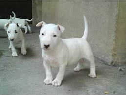 
Precio Bull Terrier...........<strong>    $18,000.00  A   $25,000.00    ( dependiendo tamaño y color)</strong> <br><br>


100% pura raza, registrados todos los papeles en regla se envian a cualquier parte de la Republica.<br><br> 

<li>Contrato de compraventa<br><br></li>


<li>Seguro de vida gratuito por escrito de 5 años que cubre muerte en caso de cuestiones virales</li>
<br><br>

<li>Garantía de Pureza Racial<br><br></li>

<li>Certificado de registro inicial que extiende la Federación Canófila Mexicana donde los cachorros se entregan con tatuaje y microchip</li>


