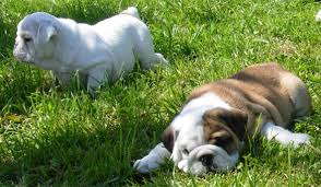 
Precio Bulldog...........<strong>   $35,000.00  A   $60,000.00    (dependiendo la calidad)</strong> <br><br>


100% pura raza, registrados todos los papeles en regla se envian a cualquier parte de la Republica.<br><br> 

<li>Contrato de compraventa<br><br></li>


<li>Seguro de vida gratuito por escrito de 5 años que cubre muerte en caso de cuestiones virales</li>
<br><br>

<li>Garantía de Pureza Racial<br><br></li>

<li>Certificado de registro inicial que extiende la Federación Canófila Mexicana donde los cachorros se entregan con tatuaje y microchip</li>

