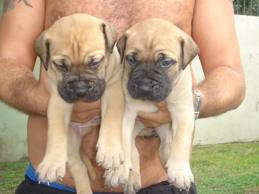 Bullmastiff Cachorros