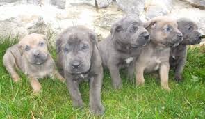 Cane Corso Cachorros