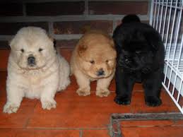  Chow Chow Cachorros