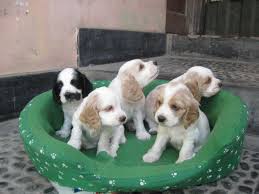 Ellos son veterinario comprobado, KC
<br>y actualmente registrado en su
<br>vacunas. Son amistosos
<br>a gente nueva y está de acuerdo con
<br>los niños y otros animales de la casa, que son
<br>casa y usar pañales, que
<br>vendrá con todo lo necesario
<br>papeles incluyendo menú de comida, interesados
<br>las personas deben sentirse libres de
<br>contacto.
