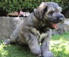 Schnauzer gigante hembra, 100% pura raza
<br>
<br>Con certificado de Pedigree y todas las vacunas.
<br>
<br>Color: sal y pimienta
<br>Edad: dos meses
<br>Precio: $40,000 mxn
<br>
<br>