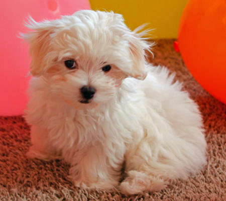 encantadora cachorros maltés