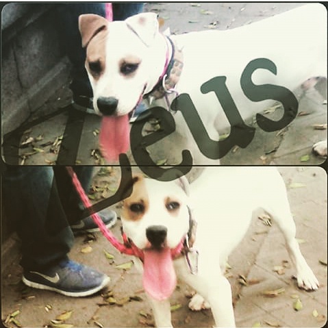 Zeus en adopción o cambio por raza mas pequeña