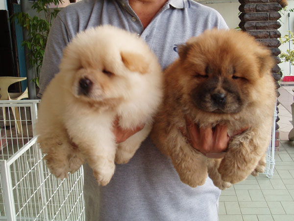 100% CHOW CHOW CACHORROS