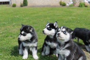 100% Siberian Husky cachorros