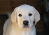 
Precio Labrador Retriever...........<strong>$16,500.00  A   $20,000.00    (dependiendo del color)</strong> <br><br>


100% pura raza, registrados todos los papeles en regla se envian a cualquier parte de la Republica.<br><br> 

<li>Contrato de compraventa<br><br></li>


<li>Seguro de vida gratuito por escrito de 5 años que cubre muerte en caso de cuestiones virales</li>
<br><br>

<li>Garantía de Pureza Racial<br><br></li>

<li>Certificado de registro inicial que extiende la Federación Canófila Mexicana donde los cachorros se entregan con tatuaje y microchip</li>

