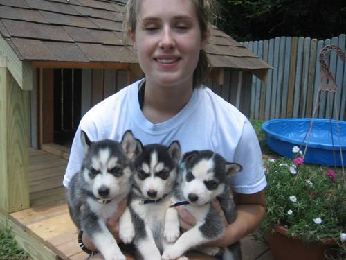 
Precio Siberian husky...........<strong>            $18,500.00  A  $22,000.00  (dependiendo del color)</strong> <br><br>


100% pura raza, registrados todos los papeles en regla se envian a cualquier parte de la Republica.<br><br> 

<li>Contrato de compraventa<br><br></li>


<li>Seguro de vida gratuito por escrito de 5 años que cubre muerte en caso de cuestiones virales</li>
<br><br>

<li>Garantía de Pureza Racial<br><br></li>

<li>Certificado de registro inicial que extiende la Federación Canófila Mexicana donde los cachorros se entregan con tatuaje y microchip</li>

