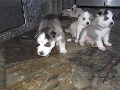 
Precio Siberian husky...........<strong>            $18,500.00  A  $22,000.00  (dependiendo del color)</strong> <br><br>


100% pura raza, registrados todos los papeles en regla se envian a cualquier parte de la Republica.<br><br> 

<li>Contrato de compraventa<br><br></li>


<li>Seguro de vida gratuito por escrito de 5 años que cubre muerte en caso de cuestiones virales</li>
<br><br>

<li>Garantía de Pureza Racial<br><br></li>

<li>Certificado de registro inicial que extiende la Federación Canófila Mexicana donde los cachorros se entregan con tatuaje y microchip</li>

